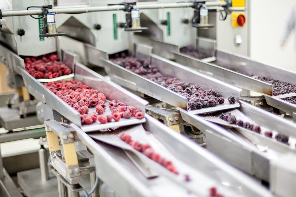 Fruits moving down a conveyor belt, being processed in a food facility.